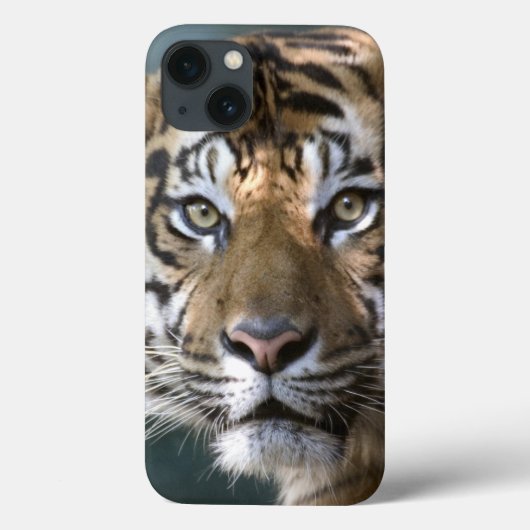 Sumatranのオスのトラ(ヒョウ属のチグリス川のsumatrae) Case-Mate iPhoneケース (裏面)