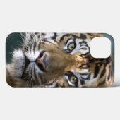 Sumatranのオスのトラ(ヒョウ属のチグリス川のsumatrae) Case-Mate iPhoneケース (裏面 (横))