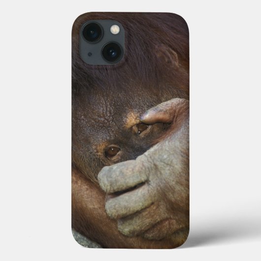 Sumatranのオランウータン、Pongoのpygmaeus Case-Mate iPhoneケース (裏面)