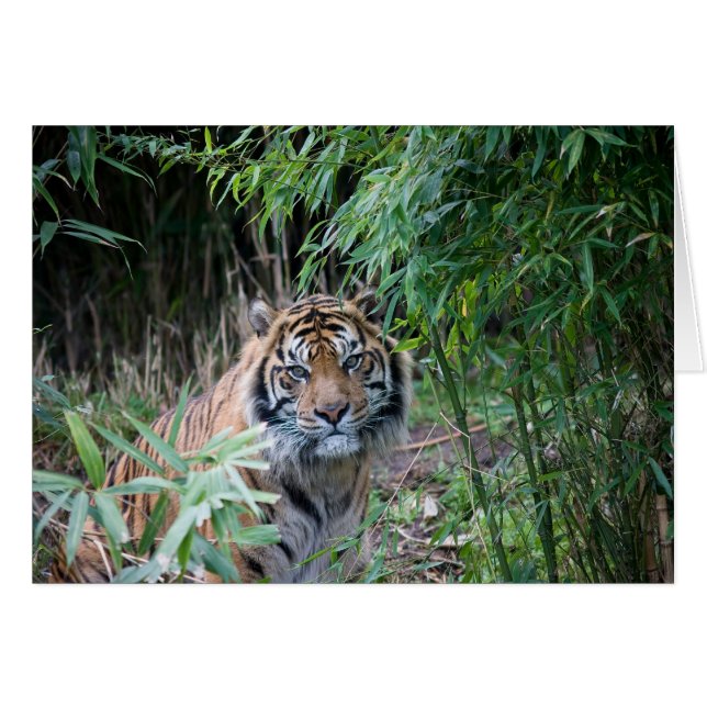 Sumatranのトラ (正面横)