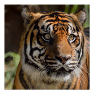 Sumatranのトラ ポスター