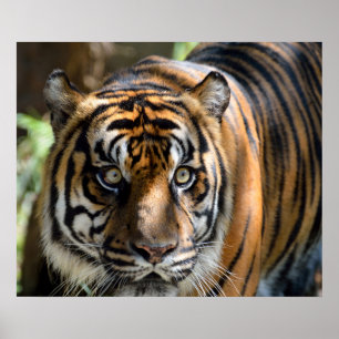 Sumatranのトラ ポスター