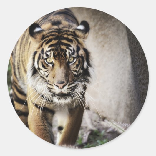 Sumatranのトラ ラウンドシール (正面)
