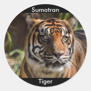 Sumatranのトラ ラウンドシール