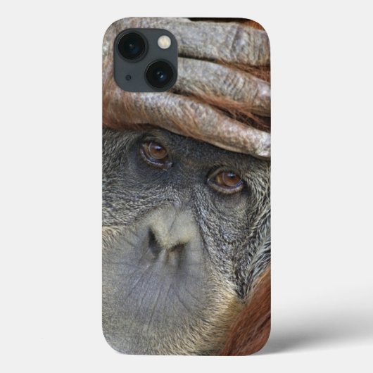 Sumatranの捕虜のメスのオランウータン Case-Mate iPhoneケース (裏面)