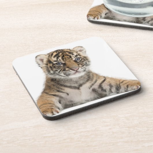 Sumatranの虎の子 コースター (左側)