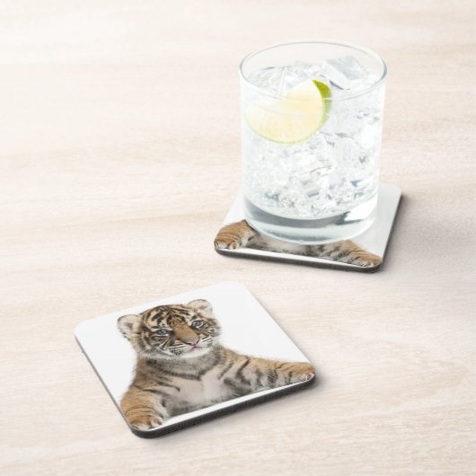 Sumatranの虎の子 コースター (右側)