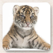 Sumatranの虎の子 コースター (正面)