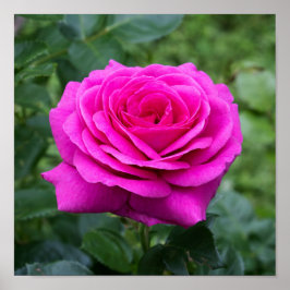 Summer Bloom ポスター