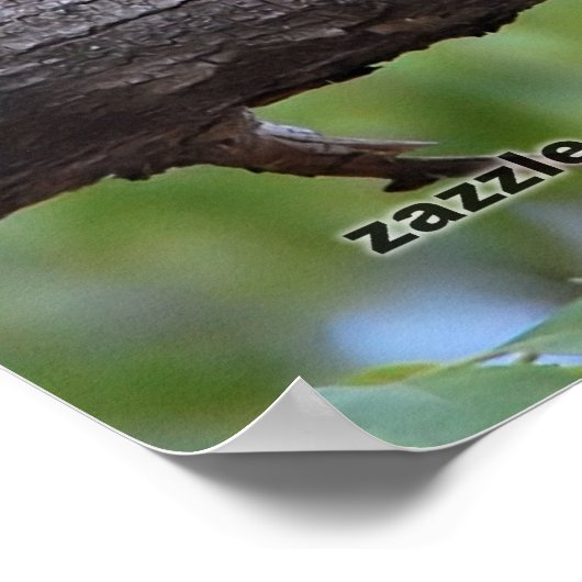 Summer Blue Jay ポスター (角)