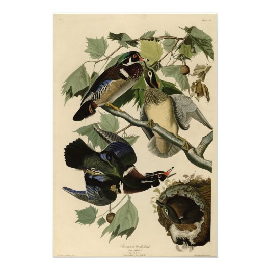 Summer Duck, Wood Duck, Audubon's Birds of America フォトプリント (正面)