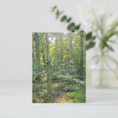 Summer Forrest Trail Photography Postcard シーズンポストカード (スタンド正面)