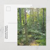 Summer Forrest Trail Photography Postcard シーズンポストカード (正面/裏面)