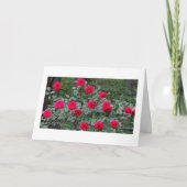 Summer roses birthday card カード (正面)