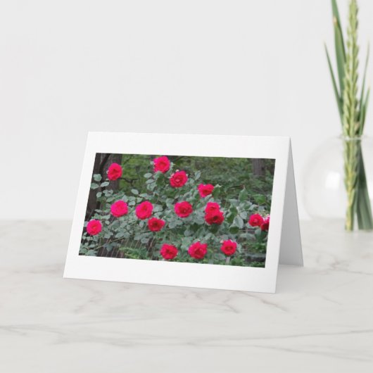 Summer roses birthday card カード (正面)