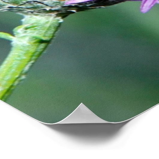 Summer Splendour ポスター (角)