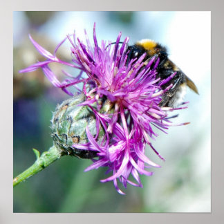 Summer Splendour ポスター