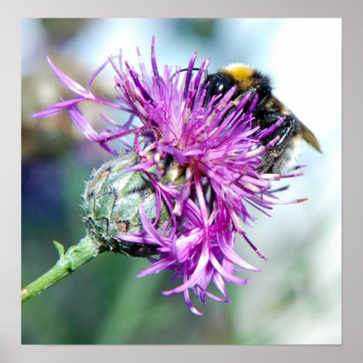 Summer Splendour ポスター (正面)