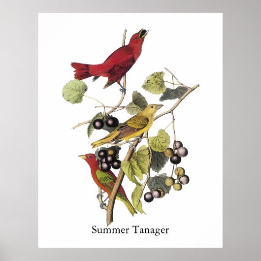 Summer Tanager by John Audubon ポスター (正面)