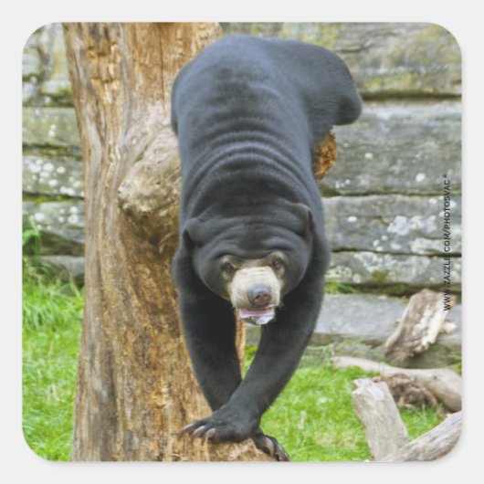 Sun Bearシール スクエアシール (正面)