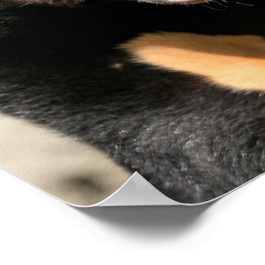 Sun Bearポスター ポスター (角)