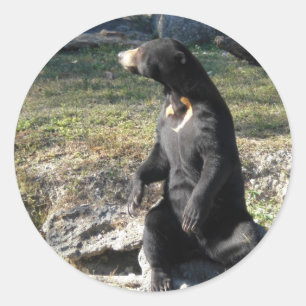Sun Bear at the Zoo ラウンドシール