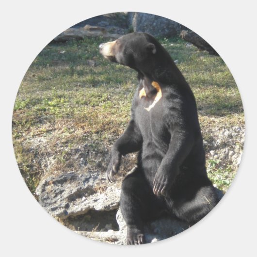 Sun Bear at the Zoo ラウンドシール (正面)
