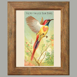 Sun Bird、6つのBird Gallery Wallのセット、2つのBird Gallery ポスター