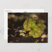 Sun CC030311ポストカード ポストカード (正面/裏面)