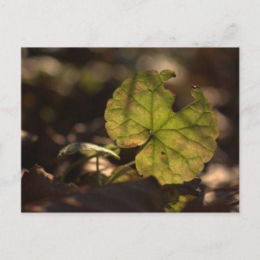 Sun CC030311ポストカード ポストカード (正面)