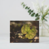 Sun CC030311ポストカード ポストカード (スタンド正面)