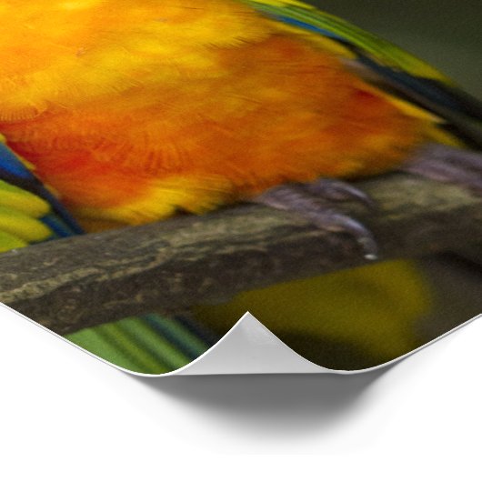 Sun Conure Parrotのポスター ポスター (角)