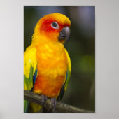Sun Conure Parrotのポスター ポスター (正面)