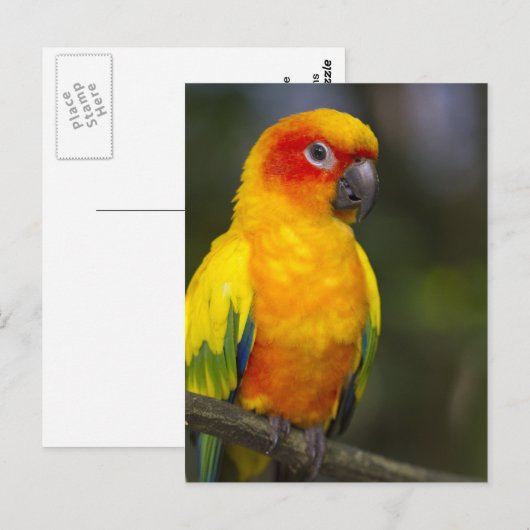 Sun Conure Parrotはがき ポストカード (正面/裏面)