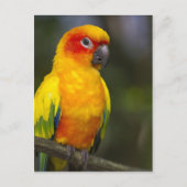 Sun Conure Parrotはがき ポストカード (正面)