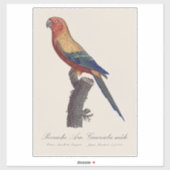 Sun Parakeet Male, Aratinga Solstitialis シール (シート)