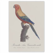 Sun Parakeet Male, Aratinga Solstitialis シール (正面)