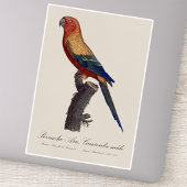 Sun Parakeet Male, Aratinga Solstitialis シール