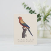 Sun Parakeet Male, Aratinga Solstitialis ポストカード (スタンド正面)