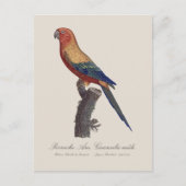 Sun Parakeet Male, Aratinga Solstitialis ポストカード (正面)