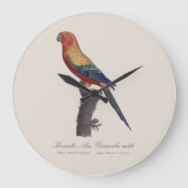 Sun Parakeet Male, Aratinga Solstitialis ラージ壁時計 (正面)