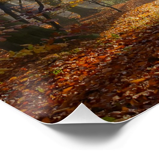 Sun Rays神秘的な霧の森、写真 ポスター (コーナー)