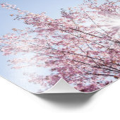 sun rays pass through pink flowers of a wow tree フォトプリント            (角)