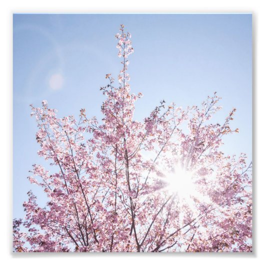 sun rays pass through pink flowers of a wow tree フォトプリント            (正面)