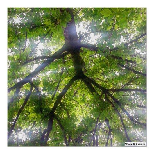 Sun Trees （オハイオ） – フォトプリント (正面)