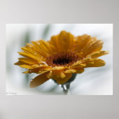 Sunchyme Gerbera ポスター (正面)