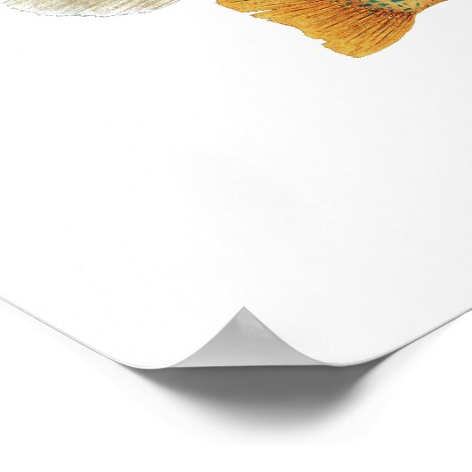 Sunfish Beauties ポスター (角)