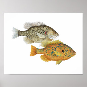 Sunfish Beauties ポスター