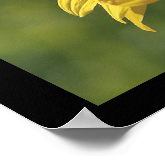 SunFlowerポスター ポスター (角)