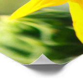 Sunflower ポスター (角)